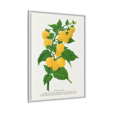 Golden queen raspberry lithograph. Digitally enhanced from our own original 1900 edition plates of Botanical Specimen published by Rochester Lithographing