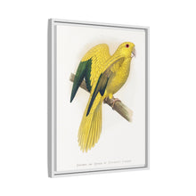 Golden or Queen Bavaria's Parrot (Guaruba guarouba) colored wood-engraved plate by Alexander Francis Lydon.