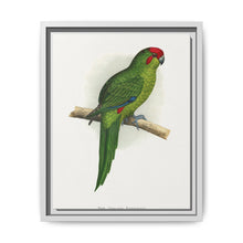 New Zealand Parrakeet (Cyanoramphus novaezelandiae) colored wood-engraved plate by Alexander Francis Lydon - NOMADEN ART GALLERY