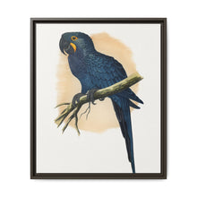 Hyacinthine Macaw (Anodorhynchus hyacinthinus) colored wood-engraved plate by Alexander Francis Lydon. - NOMADEN ART GALLERY