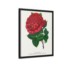 Red rose, American Beauty lithograph. Digitally enhanced from our own original 1900 edition plates of Botanical Specimen published by Rochester Lithographing