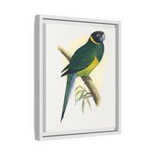 Bauer's Parrakeet (Barnardius zonarius) colored wood-engraved plate by Alexander Francis Lydon.
