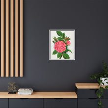 Pink rose, Salet Moss lithograph. Digitally enhanced from our own original 1900 edition plates of Botanical Specimen published by Rochester Lithographing