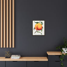 Foster peach lithograph. Digitally enhanced from our own original 1900 edition plates of Botanical Specimen published by Rochester Lithographing