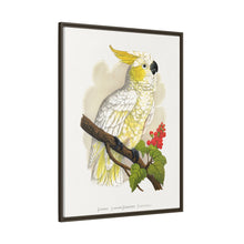 Kleiner Zitronenhaubenkakadu (Cacatua sulphurea) farbige Holzstichplatte von Alexander Francis Lydon