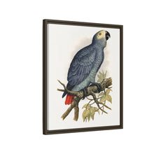 Grey Parrot (Psittacus erithacus) colored wood-engraved plate by Alexander Francis Lydon.