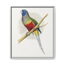 Blue Bonnet Parrakeet (Northiella haematogaster) colored wood-engraved plate by Alexander Francis Lydon. - NOMADEN ART GALLERY