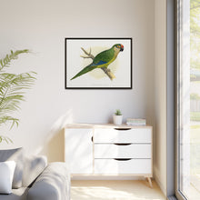 Golden-Crowned Conure (Aratinga auricapillus) colored wood-engraved plate by Alexander Francis Lydon