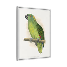 Lydon's Yellow-Naped Amazon | Vintage Parrot Wall Art Print