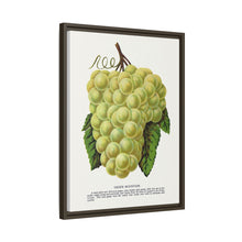 Green Mountain grape lithograph. Digitally enhanced from our own original 1900 edition plates of Botanical Specimen published by Rochester Lithographing