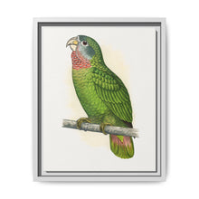 Jamaica Parrot (Amazona collaria) colored wood-engraved plate by Alexander Francis Lydon - NOMADEN ART GALLERY