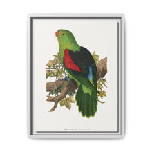 Red-winged parakeet (Aprosmictus erythropterus) colored wood-engraved plate by Alexander Francis Lydon - NOMADEN ART GALLERY