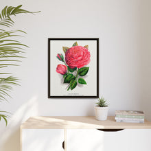 Pink rose, Anna De Diesbach lithograph. Digitally enhanced from our own original 1900 edition plates of Botanical Specimen published by Rochester Lithographing