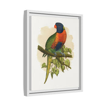Blue Mountain Lory (Trichoglossus moluccanus) colored wood-engraved plate by Alexander Francis Lydon.