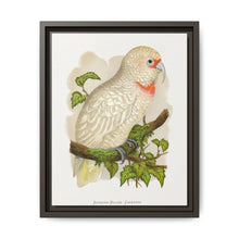 Slender-Billed Cockatoo (Cacatua tenuirostris) colored wood-engraved plate by Alexander Francis Lydon. - NOMADEN ART GALLERY