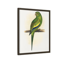 Canary-Winged Conure ( Brotogeris versicolurus) colored wood-engraved plate by Alexander Francis Lydon
