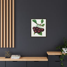 Black Tartarian cherry lithograph. Digitally enhanced from our own original 1900 edition plates of Botanical Specimen published by Rochester Lithographing