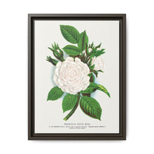 Rose, Perpetual White Moss lithograph. Digitally enhanced from our own original 1900 edition plates of Botanical Specimen published by Rochester Lithographing - NOMADEN ART GALLERY