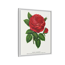 Red rose, General Jacquemont flower lithograph. Digitally enhanced from our own original 1900 edition plates of Botanical Specimen published by Rochester Lithographing