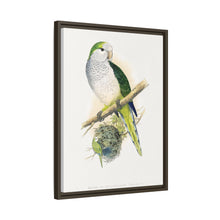 Quaker or Grey-breasted Parrakeet (Myiopsitta monachus) colored wood-engraved plate by Alexander Francis Lydon