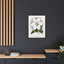 Clematis flower lithograph. Digitally enhanced from our own original 1900 edition plates of Botanical Specimen published by Rochester Lithographing