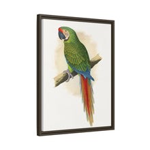 Soldatenara (Ara militaris) farbige Holzstichplatte von Alexander Francis Lydon