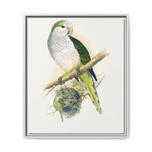 Quaker or Grey-breasted Parrakeet (Myiopsitta monachus) colored wood-engraved plate by Alexander Francis Lydon - NOMADEN ART GALLERY