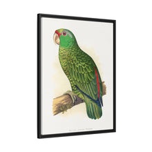 Placa xilográfica coloreada de periquito multicolor (Psephotellus varius) de Alexander Francis Lydon