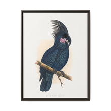 Great Black Cockatoo (Probosciger aterrimus) colored wood-engraved plate by Alexander Francis Lydon - NOMADEN ART GALLERY