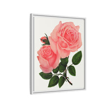 Pink Rose, La France Lithograph (1900)