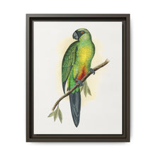 Masked Parrakeet (Prosopeia personata) colored wood-engraved plate by Alexander Francis Lydon