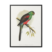 Beautiful or Paradise Parrakeet (Psephotus pulcherrimus) colored wood-engraved plate by Alexander Francis Lydon - NOMADEN ART GALLERY