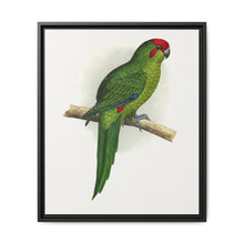 New Zealand Parrakeet (Cyanoramphus novaezelandiae) colored wood-engraved plate by Alexander Francis Lydon - NOMADEN ART GALLERY