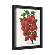 Industry Gooseberry lithograph. Digitally enhanced from our own original 1900 edition plates of Botanical Specimen published by Rochester Lithographing - NOMADEN ART GALLERY