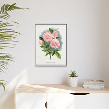 Pink rose, Clothilde Soupert lithograph. Digitally enhanced from our own original 1900 edition plates of Botanical Specimen published by Rochester Lithographing