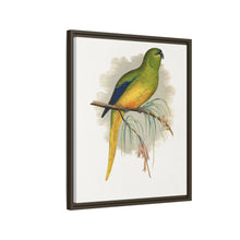 Elegant Parrakeet (Neophema elegans) colored wood-engraved plate by Alexander Francis Lydon