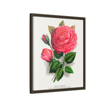 Pink rose, Anna De Diesbach lithograph. Digitally enhanced from our own original 1900 edition plates of Botanical Specimen published by Rochester Lithographing