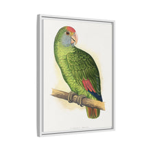Dufresne's Amazon (Amazona dufresniana) colored wood-engraved plate by Alexander Francis Lydon