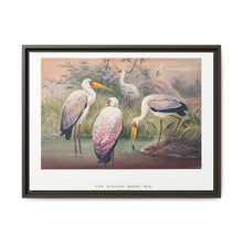 The African Wood Ibis from Zoological sketches (1861-1867) by Joseph Wolf and Philip Lutley Sclater - NOMADEN ART GALLERY