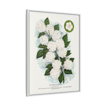 Japanese snowball flower lithograph. Digitally enhanced from our own original 1900 edition plates of Botanical Specimen published by Rochester Lithographing