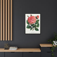 Pink rose, Glorie de Dijon lithograph. Digitally enhanced from our own original 1900 edition plates of Botanical Specimen published by Rochester Lithographing