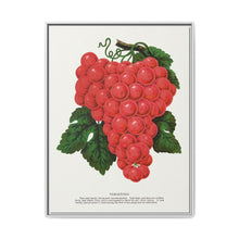 Vergennes grape lithograph. Digitally enhanced from our own original 1900 edition plates of Botanical Specimen published by Rochester Lithographing - NOMADEN ART GALLERY