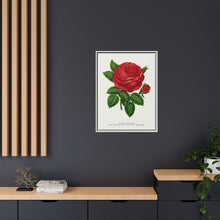 Red rose, General Jacquemont flower lithograph. Digitally enhanced from our own original 1900 edition plates of Botanical Specimen published by Rochester Lithographing