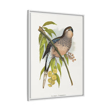 Bourke's Parrakeet (Neopsephotus bourkii) colored wood-engraved plate by Alexander Francis Lydon.