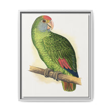 Dufresne's Amazon (Amazona dufresniana) colored wood-engraved plate by Alexander Francis Lydon - NOMADEN ART GALLERY