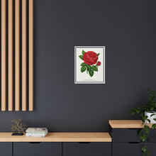 Red rose, General Jacquemont flower lithograph. Digitally enhanced from our own original 1900 edition plates of Botanical Specimen published by Rochester Lithographing