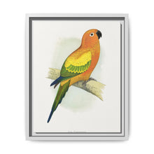 Sun Parrakeet (Aratinga solstitialis) colored wood-engraved plate by Alexander Francis Lydon - NOMADEN ART GALLERY