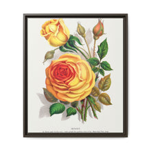 lithograph from Botanical Specimen published by Rochester Lithographing - NOMADEN ART GALLERY