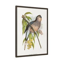 Bourke's Parrakeet (Neopsephotus bourkii) colored wood-engraved plate by Alexander Francis Lydon.