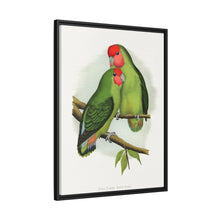 Rosy-Faced Love-Bird (Agapornis roseicollis) colored wood-engraved plate by Alexander Francis Lydon.